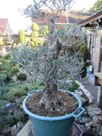 Bonsai olijfboom, Tuin en Terras, Planten | Bomen, Ophalen, Olijfboom, Minder dan 100 cm