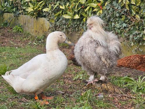 Broedeieren zijdehoen, Dieren en Toebehoren, Pluimvee, Kip
