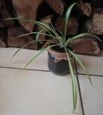 Echange ou vend plante araignée, Enlèvement, En pot