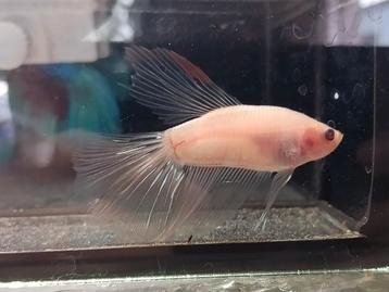 Betta man halfmoon koi, Poisson
