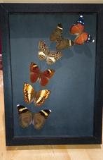 Vliegend frame met vlinder, Verzamelen, Dierenverzamelingen, Opgezet dier, Ophalen of Verzenden, Zo goed als nieuw, Insect