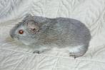 Jonge cavia, Dieren en Toebehoren, Knaagdieren, Cavia, Augustus, Mannelijk, Tam