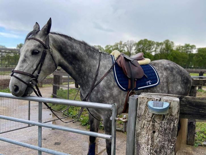 Te koop, Dieren en Toebehoren, Paarden, Ruin, 165 tot 170 cm, 7 tot 10 jaar, Dressuurpaard, Gechipt, Ontwormd, Ingeënt
