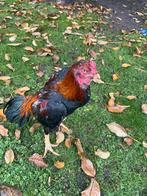 O shamo, Dieren en Toebehoren, Pluimvee