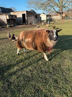 Bonte ram, Mâle, Mouton, 0 à 2 ans