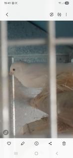 kanarie, Dieren en Toebehoren, Geslacht onbekend