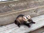 Jong mannetje met fureton/fret, Dieren en Toebehoren, Knaagdieren, Fret, Mannelijk, Juli, Tam