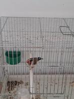 Chardoneret bage 2,5 2024 male, Animaux & Accessoires, Oiseaux | Canaris