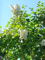 lilas blanc (rejet) : 1 rejet de 30 cm ou 40 cm, au choix, Minder dan 100 cm, Halfschaduw, Lente, Overige soorten
