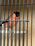 goudvink, Dieren en Toebehoren
