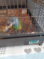 Vogels, Meerdere dieren