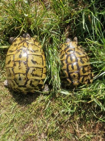 Testudo Hermanni Hermanni  beschikbaar voor biedingen