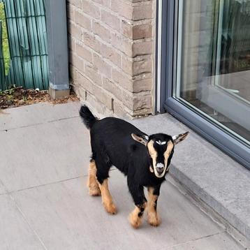 Schattig bokje  te koop beschikbaar voor biedingen