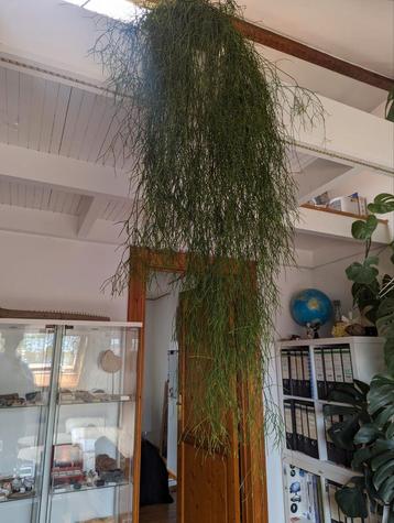 Zeer grote Rhipsalis vetplant