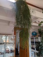 Zeer grote Rhipsalis vetplant, 100 tot 150 cm, Halfschaduw, In pot, Ophalen