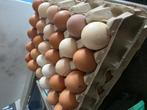 Biologische eieren, Dieren en Toebehoren, Ophalen of Verzenden