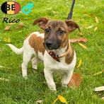 Rico, Jack Russell (reu) pup te koop (Belgisch), Dieren en Toebehoren, Honden | Jack Russells en Terriërs, België, CDV (hondenziekte)
