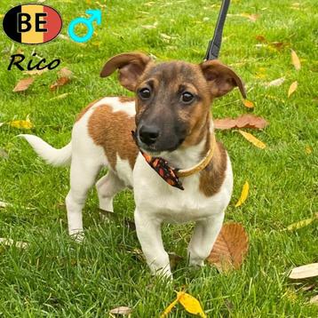 Rico, Jack Russell (reu) pup te koop (Belgisch) beschikbaar voor biedingen