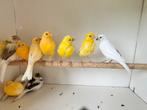 Kanarie, kanaries., Dieren en Toebehoren, Vogels | Kanaries
