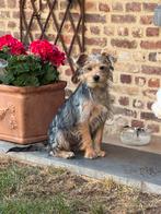 York-shire pupies, Dieren en Toebehoren, Honden | Chihuahua's en Gezelschapshonden, België, 15 weken tot 1 jaar, CDV (hondenziekte)