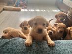 Echt in huis gefokte labrador pups, België, Fokker | Hobbymatig, CDV (hondenziekte), 8 tot 15 weken