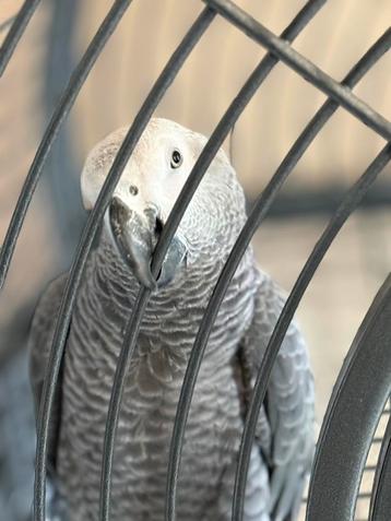 Gris du Gabon de 10 mois beschikbaar voor biedingen