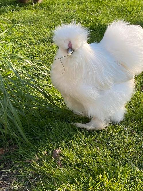 Broedeieren USA Zijdehoen (grote aantallen mogelijk ), Dieren en Toebehoren, Pluimvee, Kip