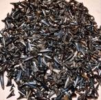 Gezocht haaientanden en of fragmenten per kg., Verzamelen, Mineralen en Fossielen, Ophalen, Fossiel