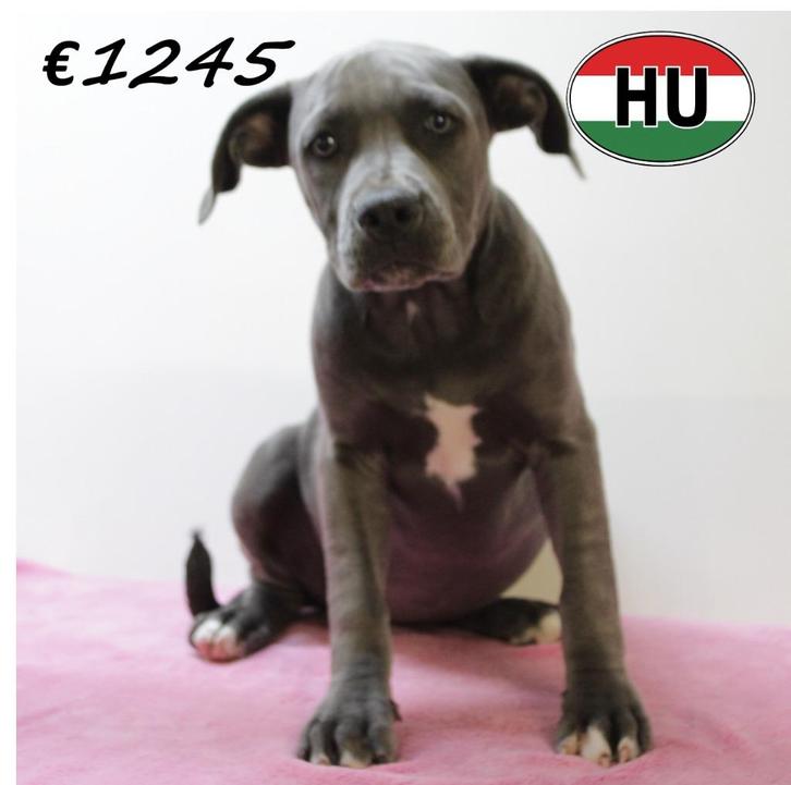 Amerikaanse Staffordshire Terrier (Blauw) pups te koop, Dieren en Toebehoren, Honden | Jack Russells en Terriërs, Reu, American Staffordshire Terriër
