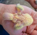 Baby personatas ideaal om tam te maken., Dieren en Toebehoren, Vogels | Parkieten en Papegaaien, Geslacht onbekend, Dwergpapegaai of Agapornis
