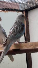 Rosella in blauw opaline cyn split golden en pastel, Dieren en Toebehoren, Vogels | Parkieten en Papegaaien, Vrouwelijk, Parkiet