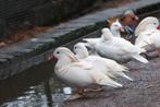 Witte mandarijneenden 2025, Dieren en Toebehoren, Pluimvee, Mannelijk, Eend