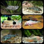 Uitverkoop aquariumvissen!, Vis, Zoetwatervis, Schoolvis