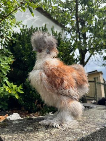 Zijdehoen haan, Mâle, Poule ou poulet