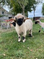Walliser Schwarznase ram, Dieren en Toebehoren, Mannelijk, Schaap, 3 tot 5 jaar