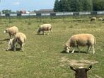 Volwassen ooien, Dieren en Toebehoren, Schapen, Geiten en Varkens