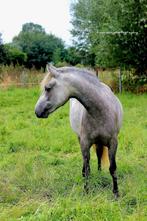Knappe 3-jarige Merrie – Dior van ’t Hof ter Vint🐎🌸, Dieren en Toebehoren, Merrie, Springpaard, Minder dan 160 cm, Zadelmak