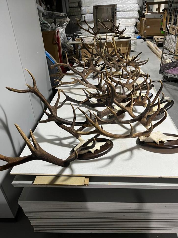 Prachtige en imposante hertengewei, Verzamelen, Dierenverzamelingen, Ophalen