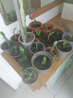 Cactus 17 St Aan 50 Cent Voor 1 ., Ophalen
