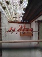 bourks opaline, Dieren en Toebehoren, Vogels | Parkieten en Papegaaien, Mannelijk, Parkiet