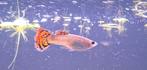 8 guppen te koop, Vis, Zoetwatervis