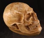 Anatomisch model van een schedel, Antiek en Kunst, Curiosa en Brocante, Ophalen