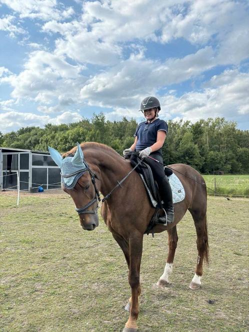 Halve stal gezocht, Dieren en Toebehoren, Paarden en Pony's | Verzorgingsproducten, Ophalen of Verzenden