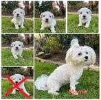 Mini Maltezer pups te koop – weg vanaf 6 mei, Dieren en Toebehoren, België, Particulier, 8 tot 15 weken, CDV (hondenziekte)