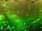 guppy endler, Dieren en Toebehoren, Vis, Zoetwatervis, Schoolvis
