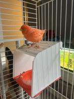 Pop te koop, Dieren en Toebehoren, Vogels | Kanaries, Vrouwelijk, Kleurkanarie