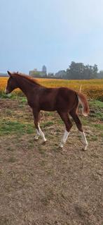 Merrie & veulen zoeken een nieuwe thuis, Dieren en Toebehoren, Merrie