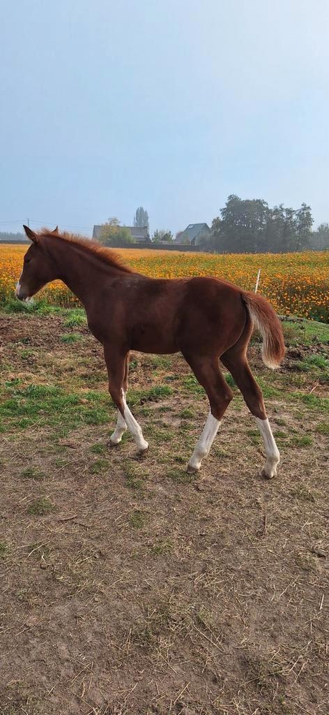 Merrie & veulen zoeken een nieuwe thuis, Dieren en Toebehoren, Pony's, Merrie