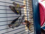 9 jongen citron groenvinken en 1 overjarige man, Dieren en Toebehoren, Vogels | Kanaries