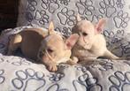 Franse bulldog pups, Dieren en Toebehoren, 8 tot 15 weken, Buitenland, CDV (hondenziekte), Bulldog